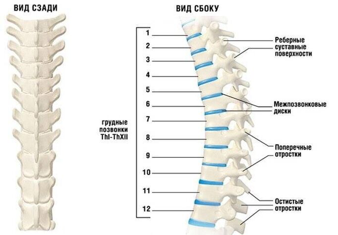 osteocondrosi cervicale